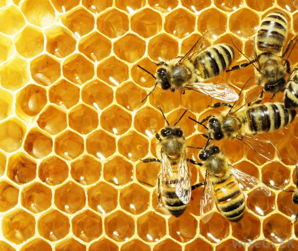 Những Điều Thú Vị Về Loài Ong Không Phải Ai Cũng Biết Những Điều Thú Vị Về Loài Ong Không Phải Ai Cũng Biết