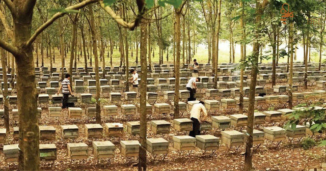Thị trường hứa hẹn của mật ong Việt Nam là Châu Âu Thị trường hứa hẹn của mật ong Việt Nam là Châu Âu