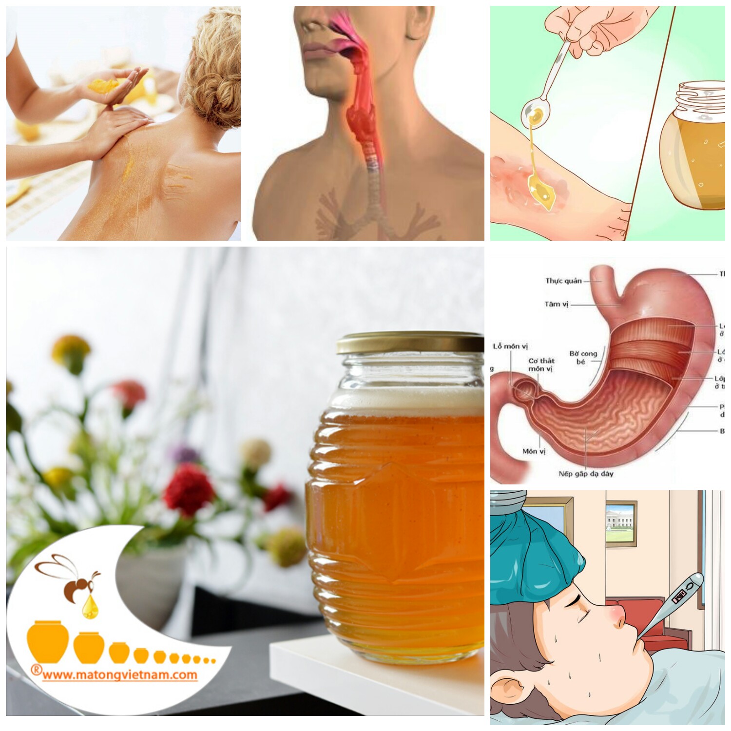 Công Dụng Của Mật Ong Trong Đời Sống Hằng Ngày Công Dụng Của Mật Ong Trong Đời Sống Hằng Ngày