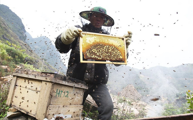 Mùa thu hoạch mật ong trên cao nguyên đá Hà Giang Mùa thu hoạch mật ong trên cao nguyên đá Hà Giang