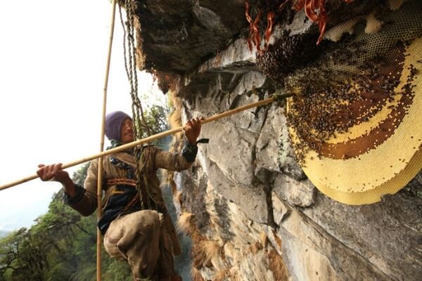 Cận cảnh lấy mật ong được đánh cược bằng mạng sống Cận cảnh lấy mật ong được đánh cược bằng mạng sống