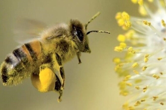 Chi tiết 6 giống ong mật ở Việt Nam