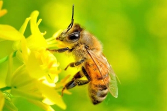 Các loại ong mật ở Việt Nam