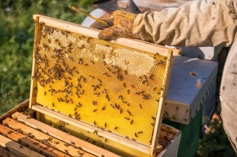 Doanh nghiệp xuất khẩu mật ong khẩn trương thủ tục về chống bán phá giá