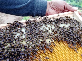 Mật ong nuôi liệu có tốt không?