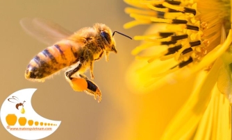Mật ong được hình thành như thế nào