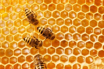 Nuôi ong mật có lời không?