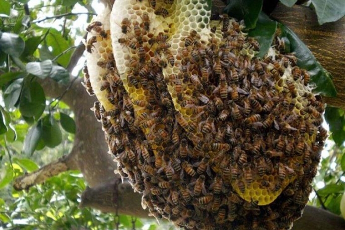 Ở việt nam có mấy loại ong mật