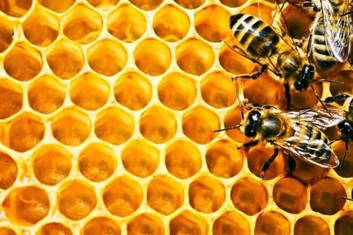 6 Loại ong mật ở Việt Nam