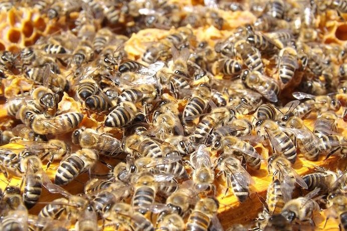 Cách chọn đàn ong làm giống tạo ong Chúa tốt nhất