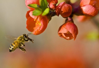 Nếu loài ong tuyệt chủng, điều gì sẽ xảy ra với thế giới? 