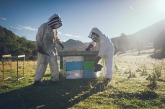 Mật ong Manuka và tranh chấp giữa Australia và New Zealand