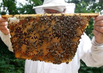Những sai lầm khiến mật ong Việt Nam xuất ngoại kém