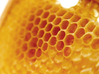 Keo ong làm kìm hãm sự tăng nhanh của tế bào ung thư