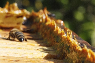 Công dụng của keo ong đối với ung thư
