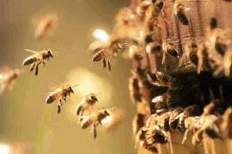 Ong mật giữ ấm cho cơ thể bằng cách nào?