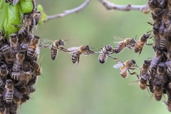 Ong mật tự tách đàn mới như thế nào?